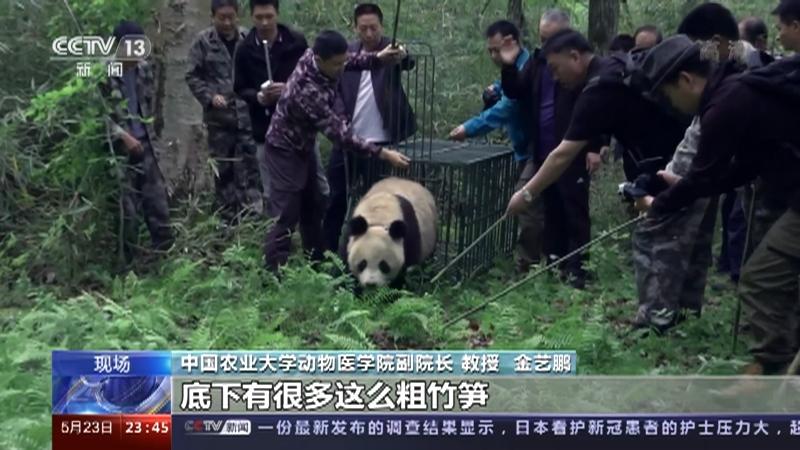 24小时在线直播大熊猫